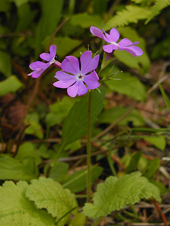 サクラソウ Primura Sieboldii サクラソウ科 Primulaceae サクラソウ属 三河の植物観察
