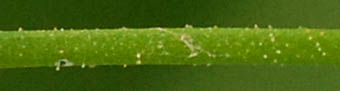 サナエタデ花序柄の腺毛