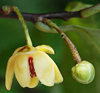 サネカズラ Kadsura Japonica マツブサ科 Schisandraceae サネカズラ属 三河の植物観察