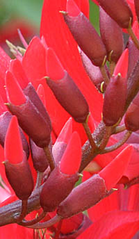 サンゴシトウの萼