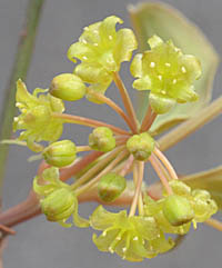 サルトリイバラ花