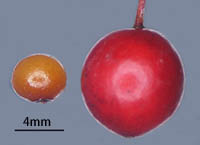 サルトリイバラ種子と果実