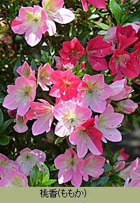 サツキ Rhododendron Indicum ツツジ科 Ericaceae ツツジ属 三河の植物観察