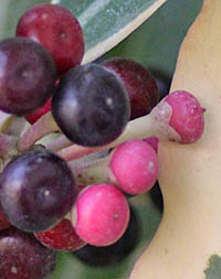 セイロンマンリョウの果実