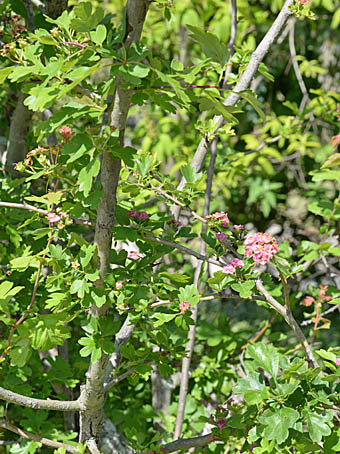 セイヨウサンザシ Crataegus Laevigata バラ科 Rosaceae サンザシ属 三河の植物観察