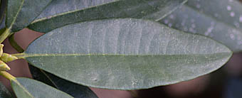 セイヨウシャクナゲ葉
