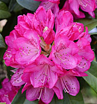 セイヨウシャクナゲ Rhododendron Subgenus Hymenanthes ツツジ科 Ericaceae ツツジ属 三河の植物観察
