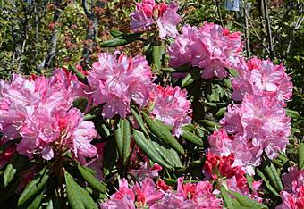 セイヨウシャクナゲ Rhododendron Subgenus Hymenanthes ツツジ科 Ericaceae ツツジ属 三河の植物観察