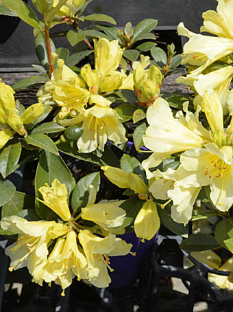 セイヨウシャクナゲ サフロンクイーン Rhododendron Saffron Queen ツツジ科 Ericaceae ツツジ属 三河の植物観察