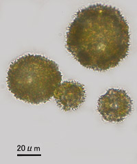 セイヨウタンポポの花粉