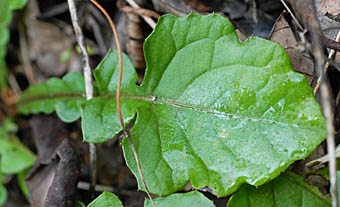 センボンヤリの葉
