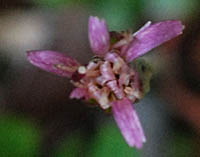 センボンヤリ紫花