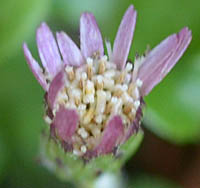 センボンヤリ紫花2