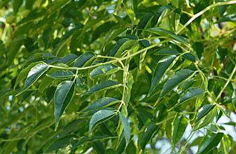 センダン Melia Azedarach センダン科 Meliaceae センダン属 三河の植物観察