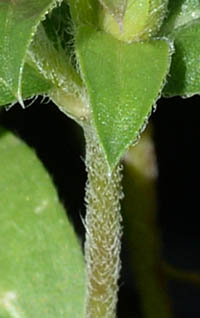 センニチコウ茎