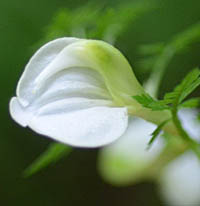 セリバシオガマの花