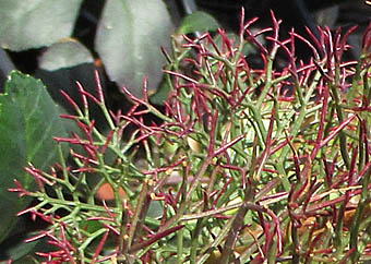 セルリア カルメン Serruria Calmen ヤマモガシ科 Proteaceae セルリア属 三河の植物観察