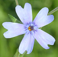 シバザクラの青花
