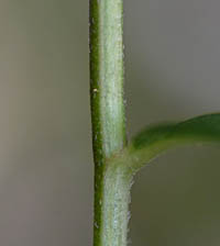 シブカワシロギクの茎