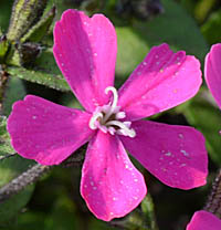 シレネ・カロリニアナの花