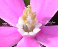 シレネ・カロリニアナの副花冠