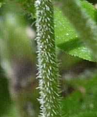 シレネ・コロラタの茎