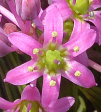 シマツルボの花
