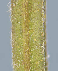 シシモバシラの上部の茎