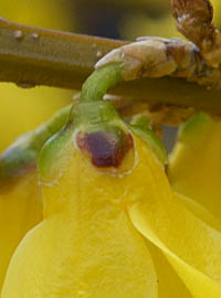 シナレンギョウの萼