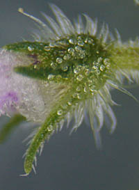 シラゲヒメジソの萼