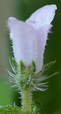 シラゲヒメジソ花横、上萼歯