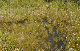 シラタマホシクサの湿地