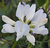 シロバナゲンゲの花
