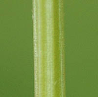 シロバナゲンゲの花茎