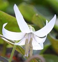 シロバナカタクリの花