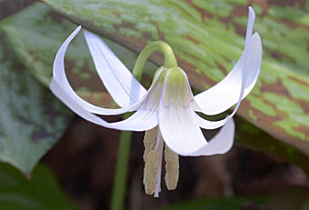 シロバナカタクリの花