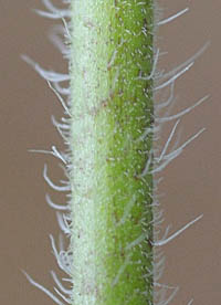 シロバナマンテマの茎