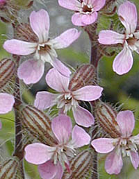 シロバナマンテマのピンクの花
