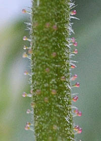 シロバナミゾソバ花柄の腺毛