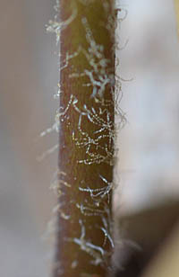 シロイカリソウの茎の下部