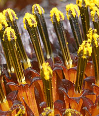 シロタエヒマワリの中心小花