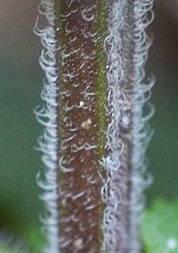 シソバタツナミの茎の毛