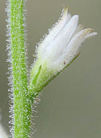 ソクシンランの花横と茎の腺毛