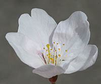 ソメイヨシノの花2