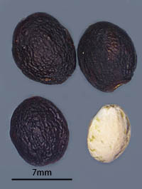 ソメイヨシノの落ちた果実と中の種子