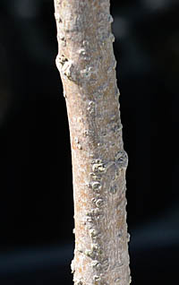 ソフォラ・ミクロフィラ・サンキング茎