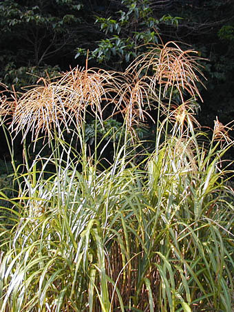 ススキ Miscanthus Sinensis イネ科 Poaceae ススキ属 三河の植物観察