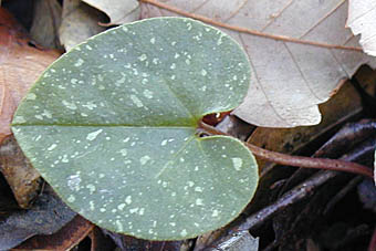 スズカカンアオイ広卵形の葉