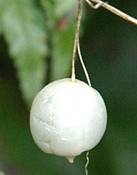 スズメウリの熟した白い果実