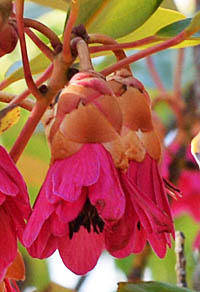 シャクナゲモドキの花横